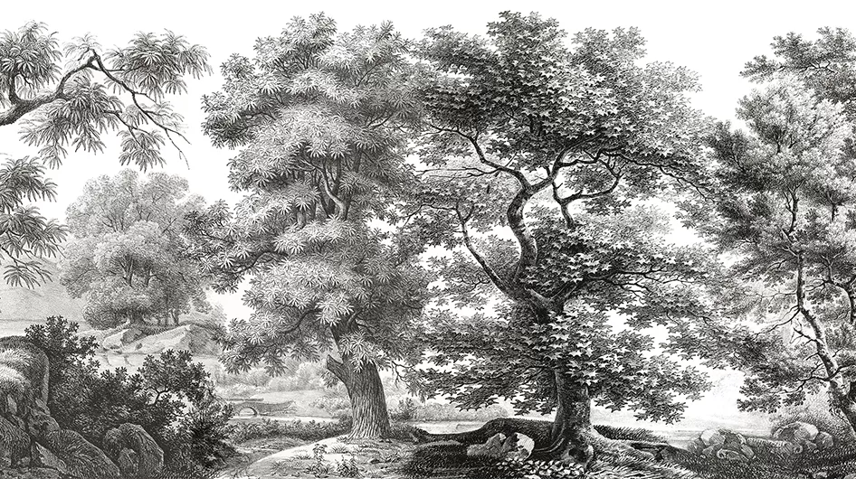 Sous-boisBlack and white - Ananbô