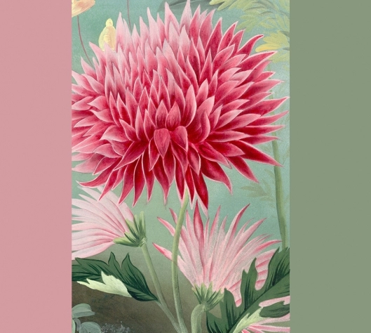 rose-et-vert