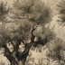 Wallpaper to Compose Oliveto antico