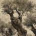 Wallpaper to Compose Oliveto antico