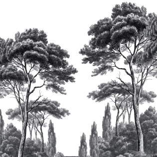 Gravures Anciennes