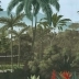 Jardin Balinais couleur